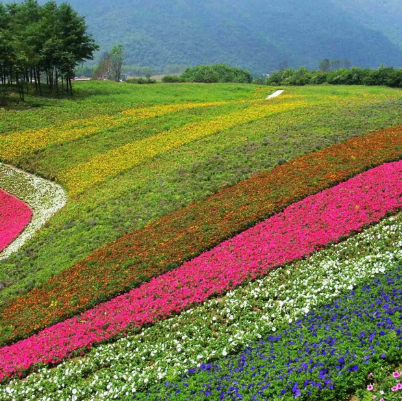 重庆红池坝国家森林公园