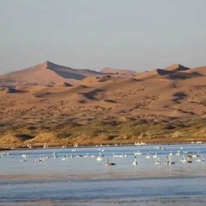 腾格里沙漠天鹅湖旅游区