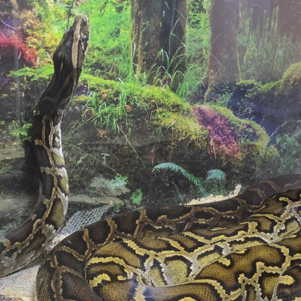 世界十大蚺蛇排名榜-缅甸蟒上榜(体型最大的蛇类之一)
