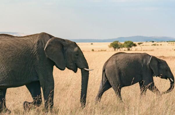 世界最强哺乳动物排名-非洲象上榜(草原上所向无敌)