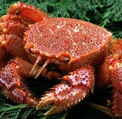 红毛蟹