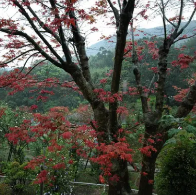 阳明山台北奥万大