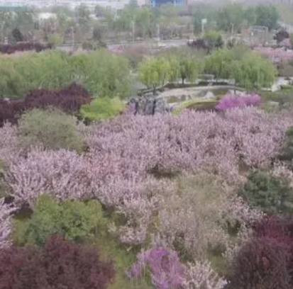栾城樱花公园