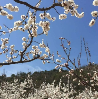 大孤山杏梅園