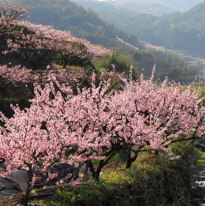 義烏上溪十里桃花塢