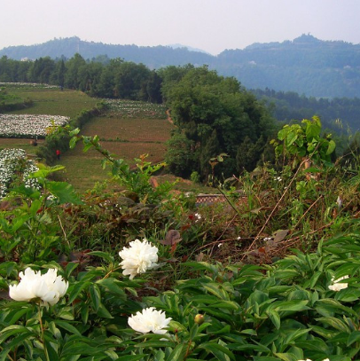 中江芍药谷