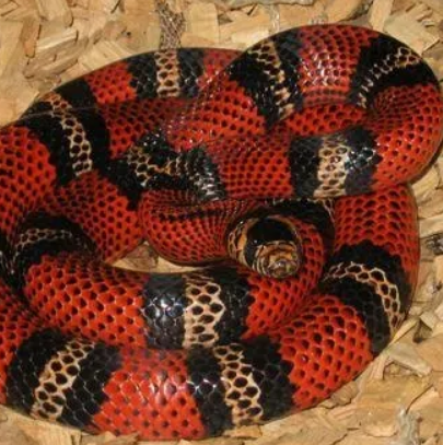 帕布拉奶蛇
