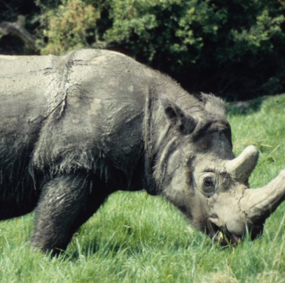 世界十大最厉害的犀牛-世界最厉害的犀牛是什么-世界厉害犀牛排行