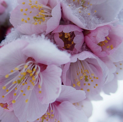 冬櫻花