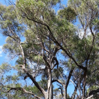 澳洲杏仁桉树