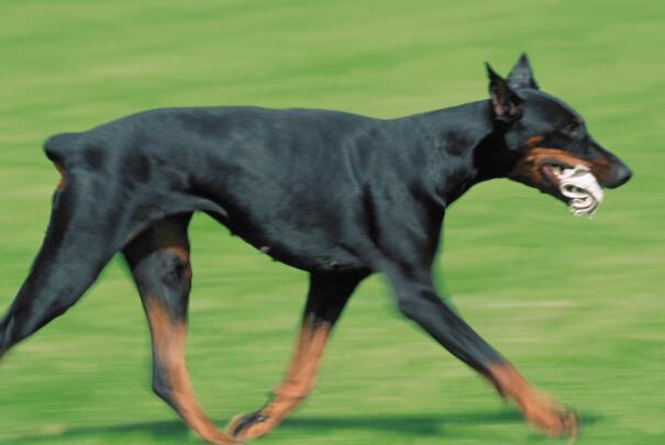 世界十大最好训练的狗排名-杜宾犬上榜(勇敢顺从警惕性强)