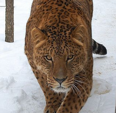豹狮兽