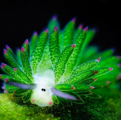 藻类海蛞蝓