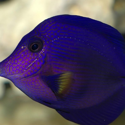 紫吊鱼