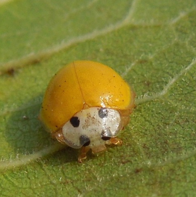 柯氏素菌瓢蟲