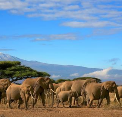 馬賽馬拉國家野生動物保護區
