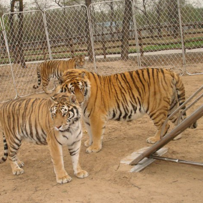 邢臺動物園