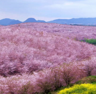 平壩百畝櫻花園