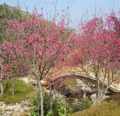 五峰村梅園