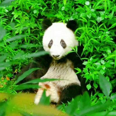 熊猫生态公园