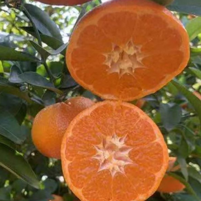 井研柑橘