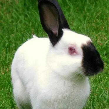 世界十大最漂亮的兔子