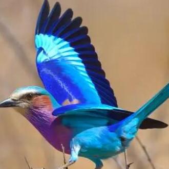 紫胸三宝鸟