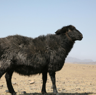 吐鲁番黑羊