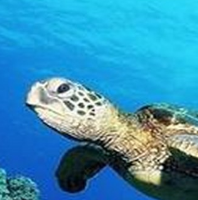 海龟岛