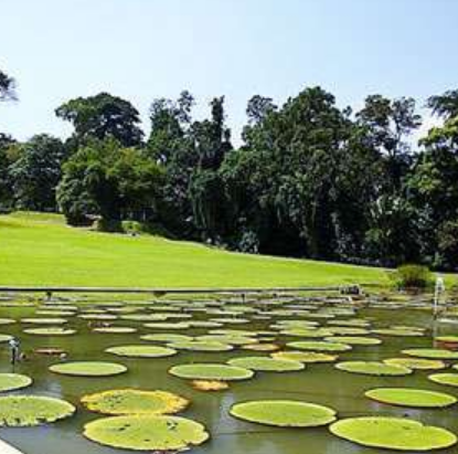 茂物植物园