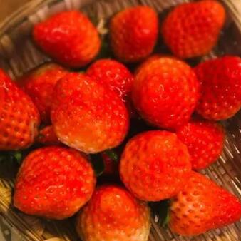 洋子草莓