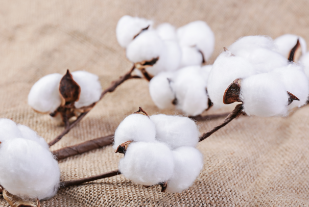 中国各省棉花产量排名一览表：山东河北上榜，新疆第一（539万吨）