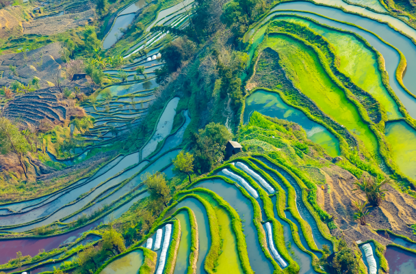 中國(guó)各省農(nóng)業(yè)總產(chǎn)值排名一覽表：山東上榜，河南第一(6948.3億元)