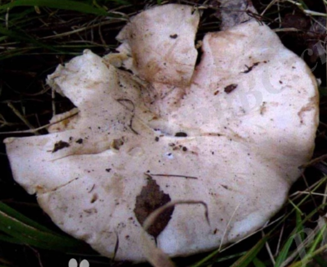 草原蘑菇