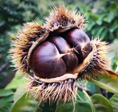 花桥板栗