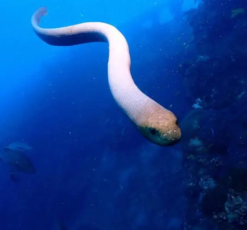 橄榄海蛇