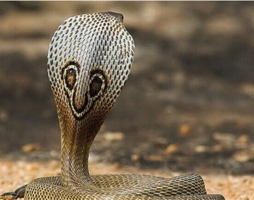 印度眼镜蛇