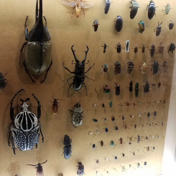 上海昆虫博物馆