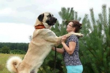 世界大型犬排名，马士提夫犬高76.2厘米（相当于10岁孩童身高）
