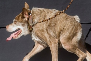 世界上最丑的狗：卡西莫多(圖)