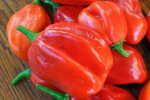 世界上最辣的辣椒：印度魔鬼椒