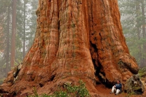 世界上最大的树,谢尔曼将军树（高达33米）