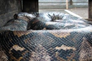 世界上最大的蛇：体重达447公斤