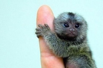 【世界上最小的猴子】世界上最小的猴子叫什么