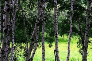 世界上最硬的树木：铁桦树