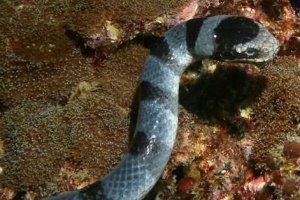 世界上最毒的蛇：海蛇