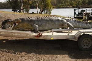 世界上最大的鳄鱼：长6.4米 重1075公斤（图）