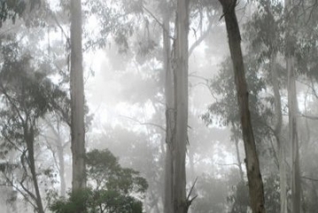 世界上最高的树：澳洲156米杏仁桉树