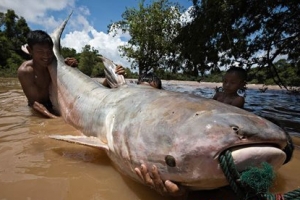 世界上最大的鲶鱼:重达646磅