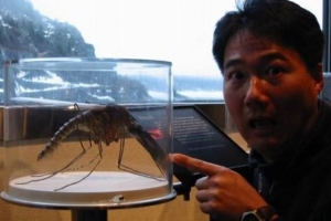 世界上最大的蚊子：金腹巨蚊 比一般蚊子大十倍左右